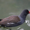 Moorhen