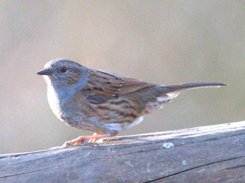 Dunnock