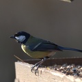 Great Tit