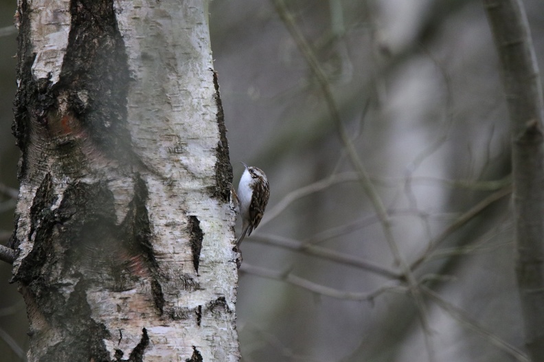 Tree-Creeper
Lount Nature Reserve
Canon 7d2 Tamron 150-600 CA7D0476.CR2