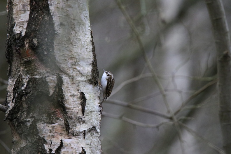 Tree-Creeper