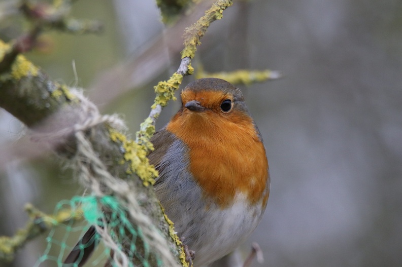 Robin at Willington Gravel Pits
Canon 7d2 Tamron 150-600 CA7D0466.CR2