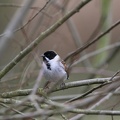 Reed Bunting