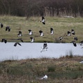 Lapwing and Black headed gulls