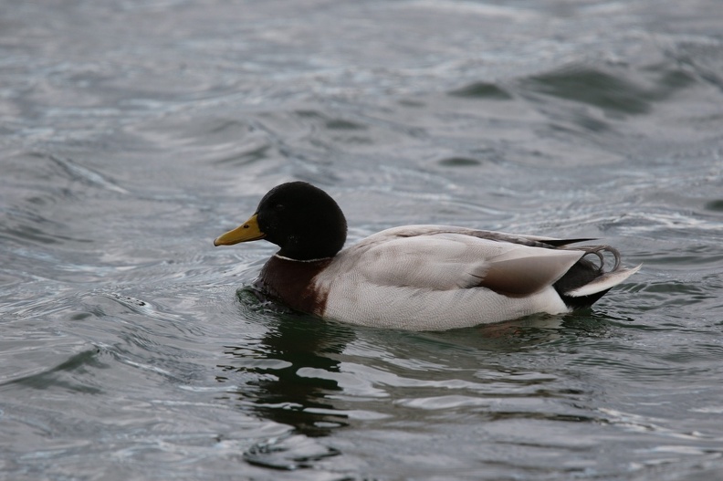 Male Pochard