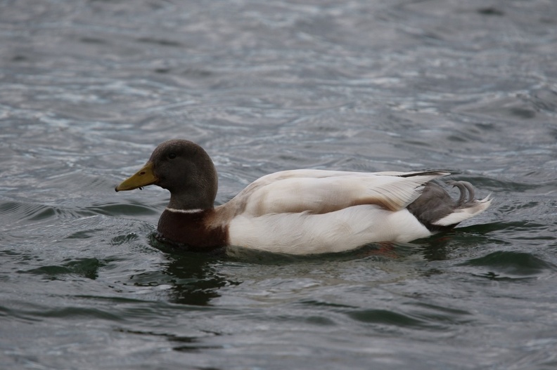 Female Pochard