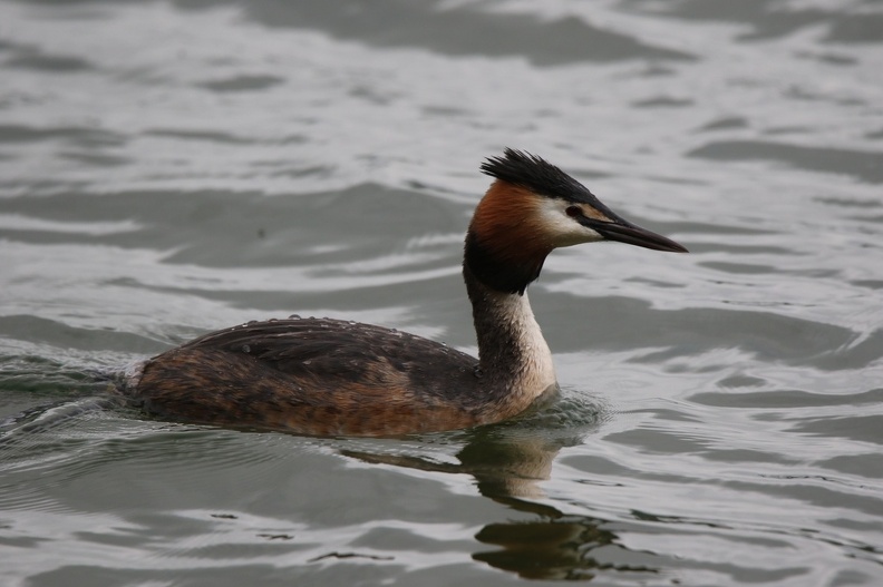 Great Crested Grebe