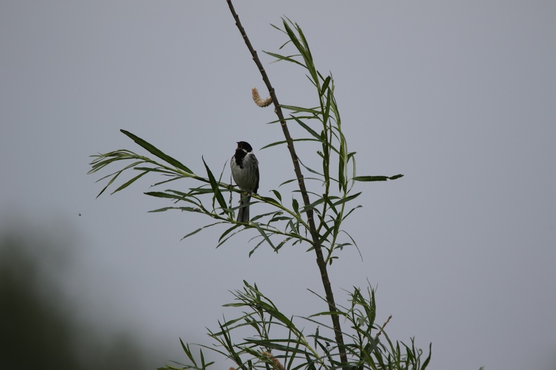 Reed Bunting