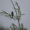 Reed Bunting