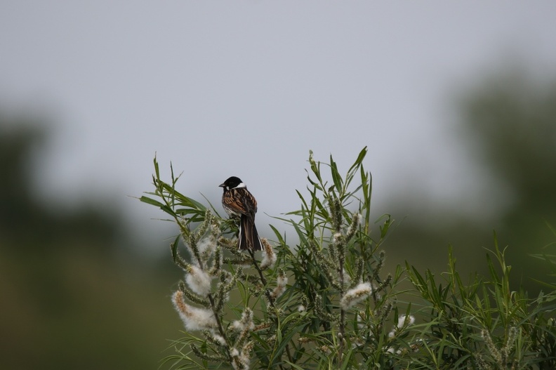 Reed Bunting