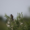 Reed Bunting