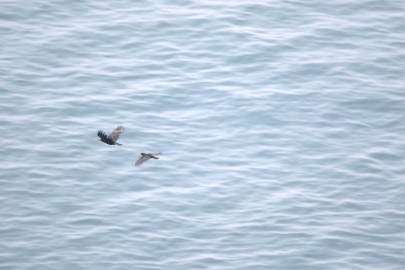 Chough