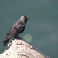 Jackdaw