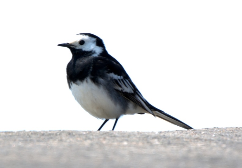 Pied Wagtail