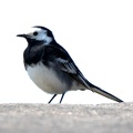 Pied Wagtail