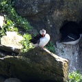 Puffin