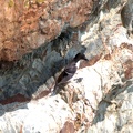 Razorbill