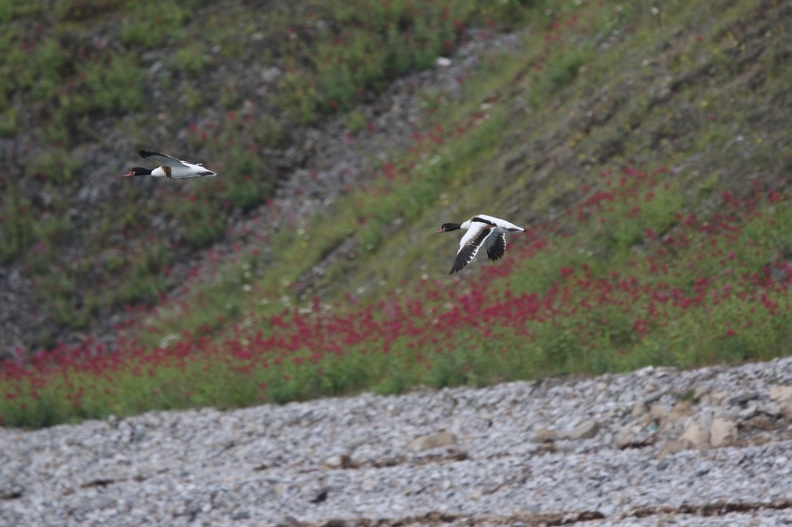 Shelduck