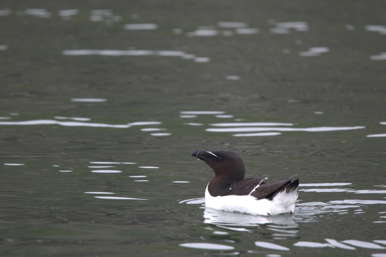 Razorbill