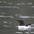 Razorbill