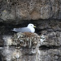 Kittiwake