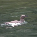 Guillemot