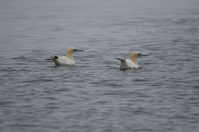 Gannets