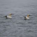 Gannets