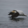 Gannet