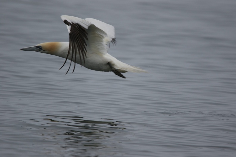 Gannet near Puffin Island, Anglesey
Canon 7d2, Tamron 150-600 CA7D0934.CR2