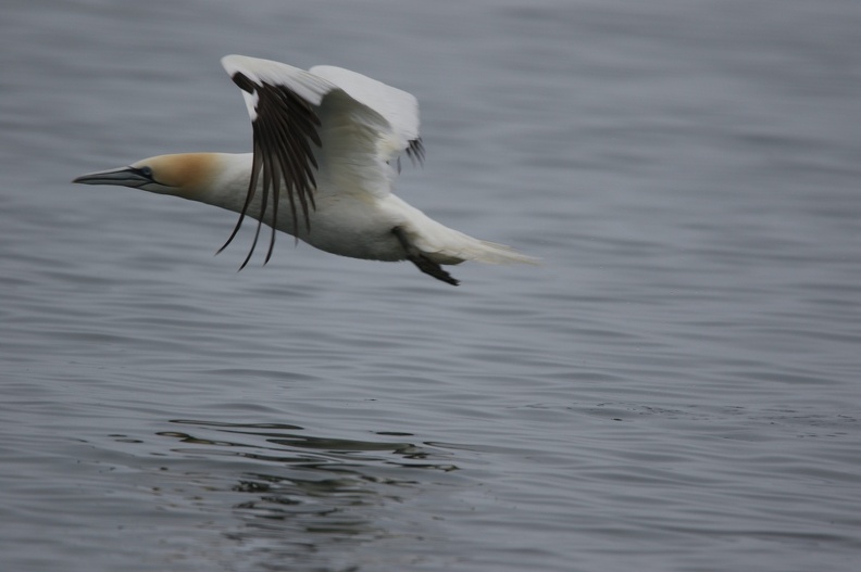 Gannet