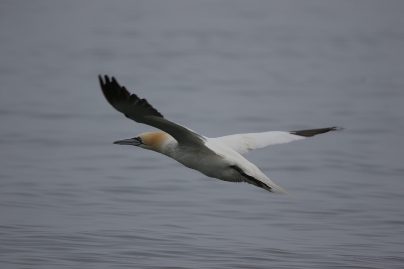 Gannet