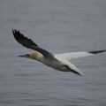 Gannet