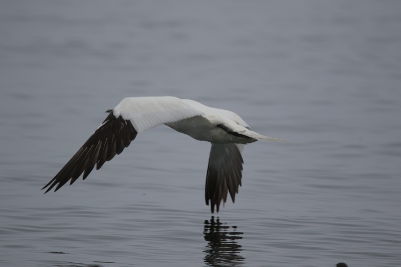 Gannet