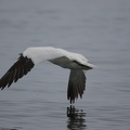 Gannet