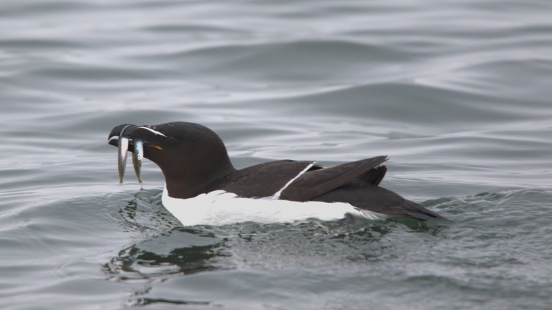 Razorbill off Puffin Island, Anglesey
Canon 7d2, Tamron 150-600 CA7D0987_v2.JPG