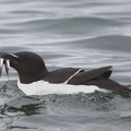 Razorbill