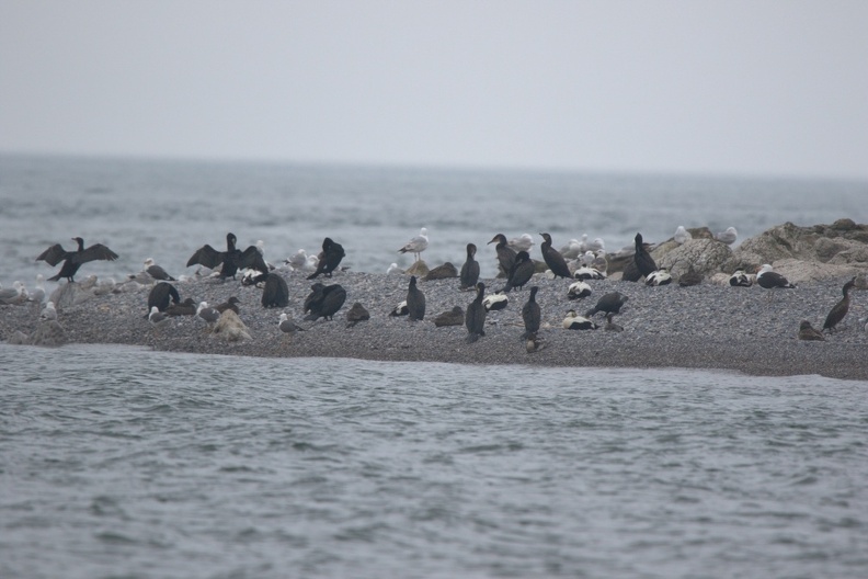 Cormorant and Eider