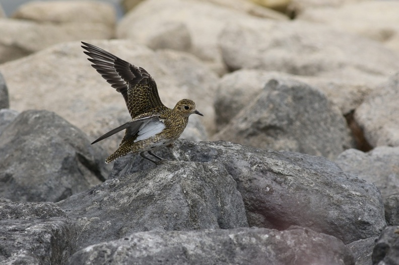 Golden Plover