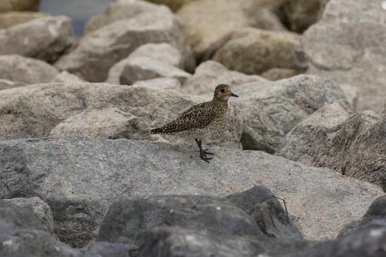 Golden Plover