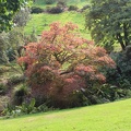 Coleton Fishacre