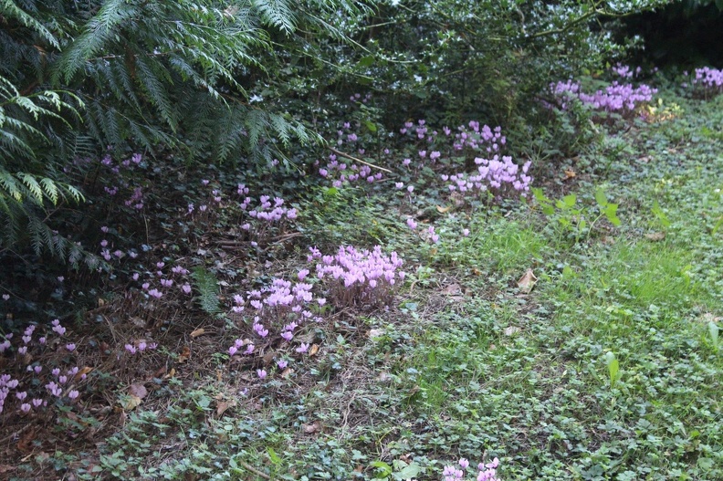 Cyclamen at Berrington Hall