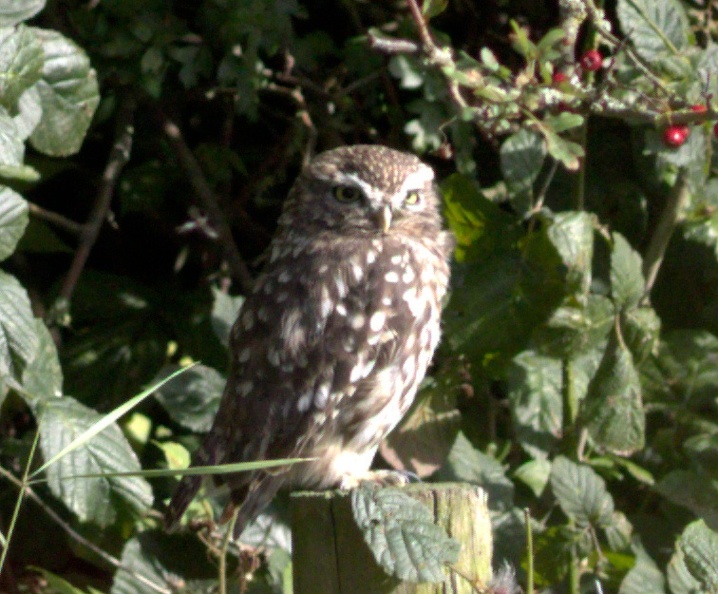 Little Owl