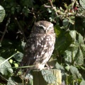 Little Owl