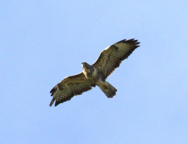 Buzzard