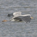 Grey Heron coming in to land
