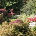 Acer Garden