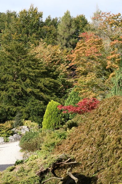 Acer Garden at Sizergh Castle CA7D3693.CR2
