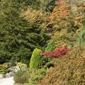 Acer Garden