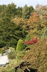 Acer Garden